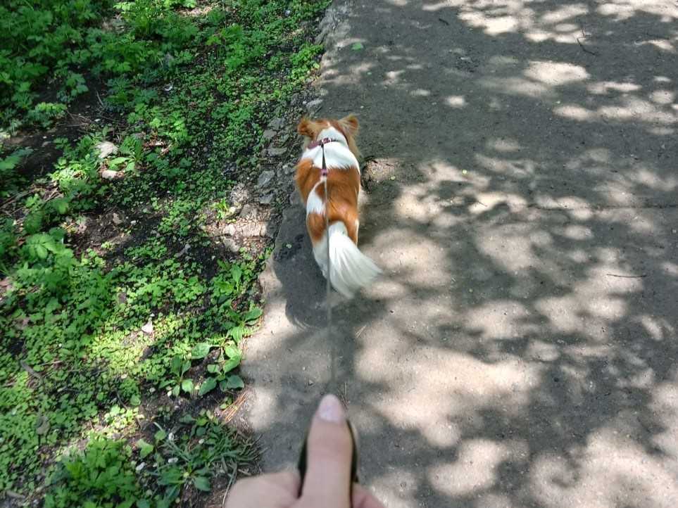 Прогулка с собакой