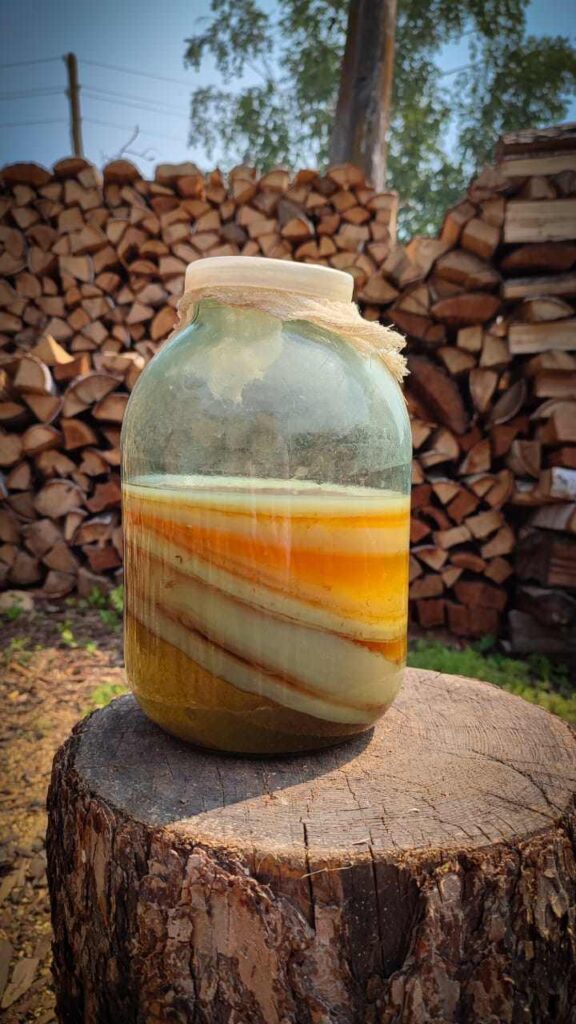 чайный гриб