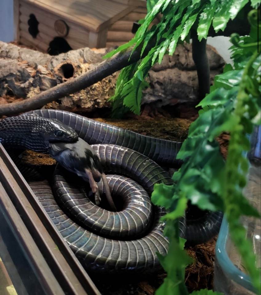 змеи, питомцы