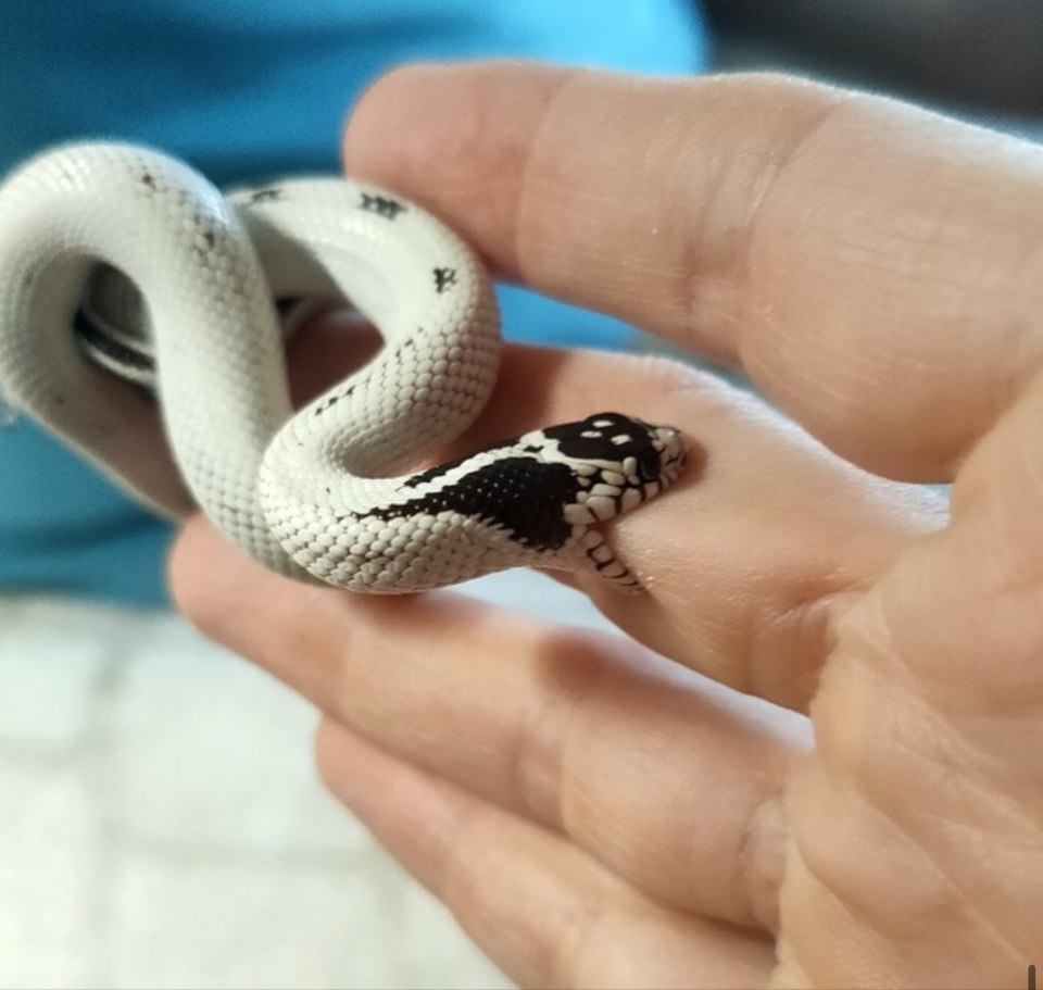 змеи, питомцы