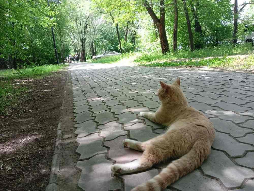 кот
