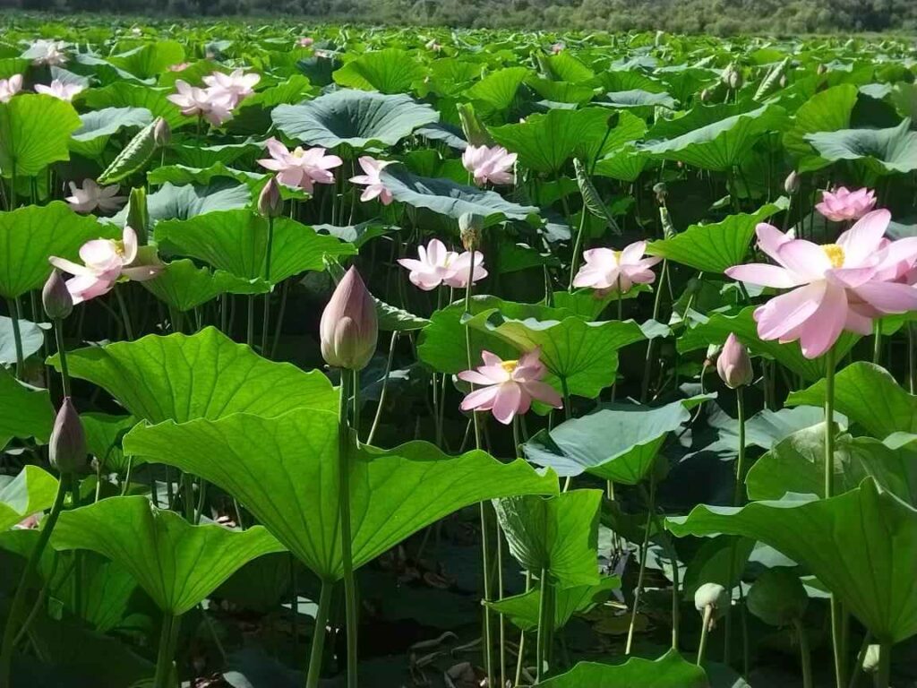 Лотосы Комарова