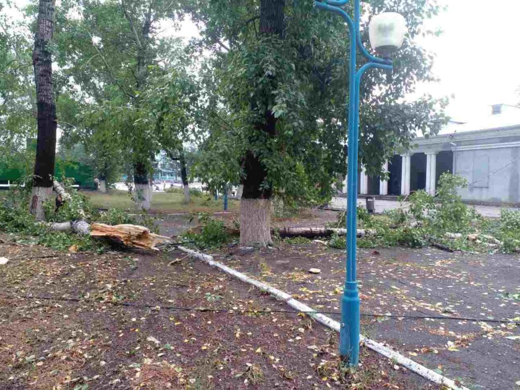 Упавшие деревья