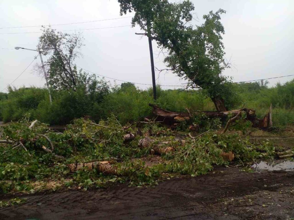 Упавшие деревья