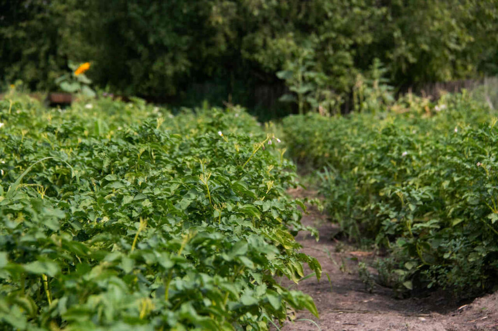 Огород, картофель