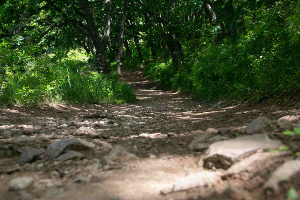 Лето, природа, лес, тропа