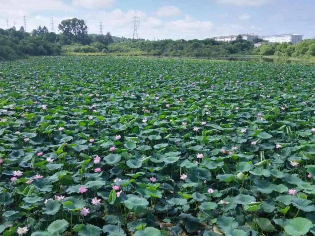 Лотосы Комарова