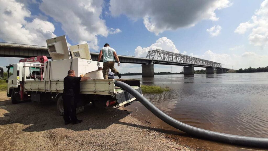Выпуск мальков амурского осетра