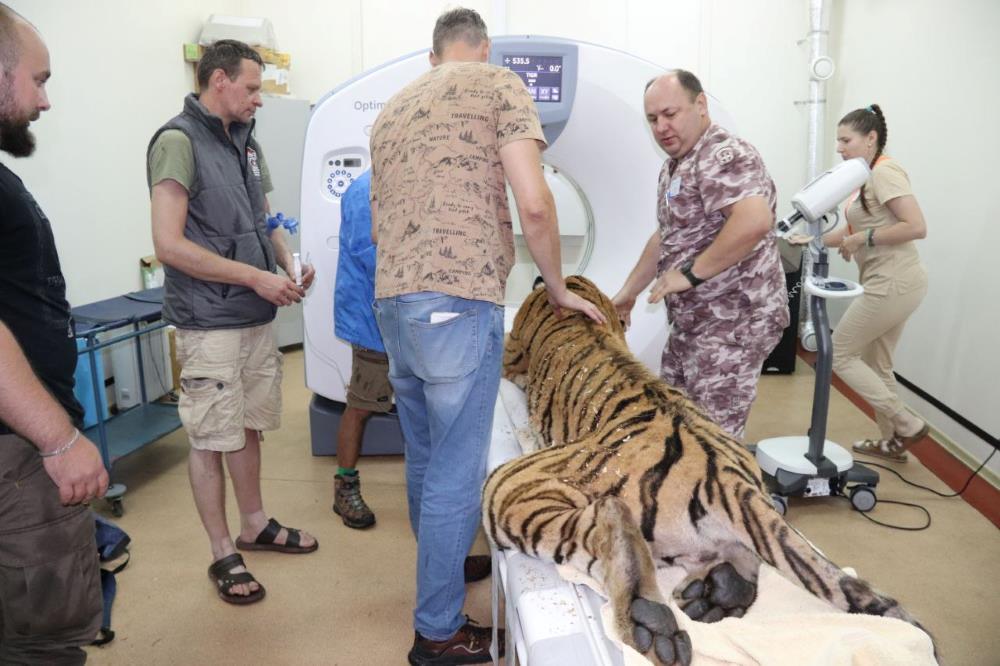 Амурскому тигру сделают металлическую челюсть