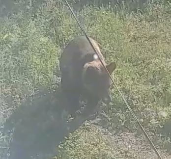 По базе отдыха в Зейском районе прогулялся косолапый