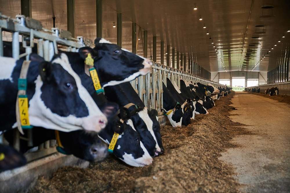 животноводческое предприятие АО «Луч», визит министра сельского хозяйства