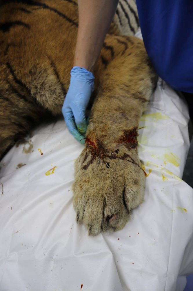 Амурскому тигру сделают металлическую челюсть