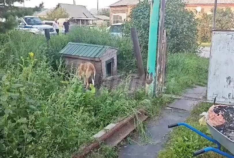 В Кемеровской области собака на привязи загрызла шестилетнюю девочку