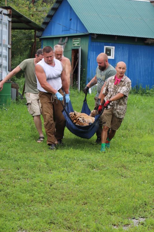 Амурскому тигру сделают металлическую челюсть