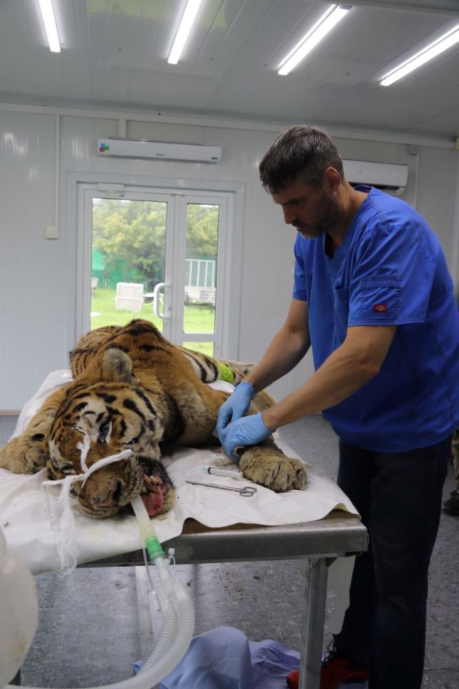 Амурскому тигру сделают металлическую челюсть