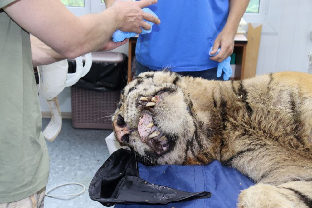 Амурскому тигру сделают металлическую челюсть