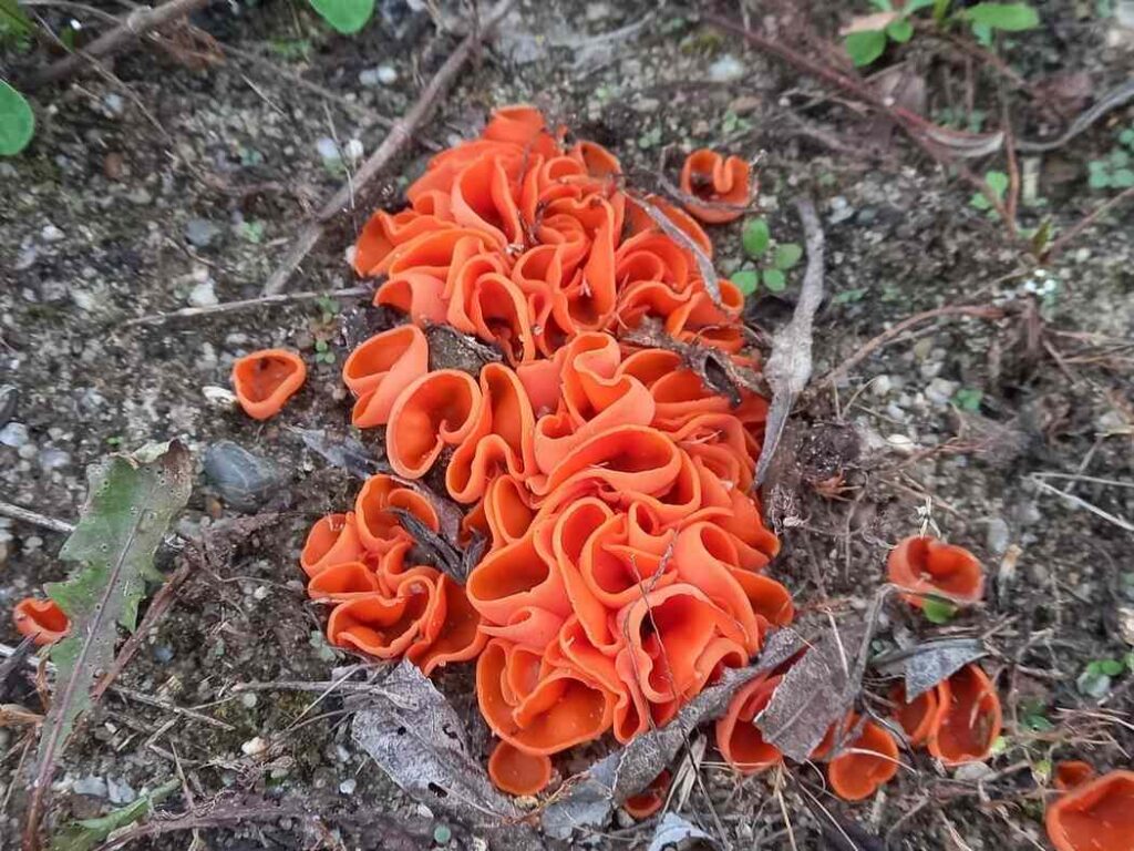 Бабушкины уши