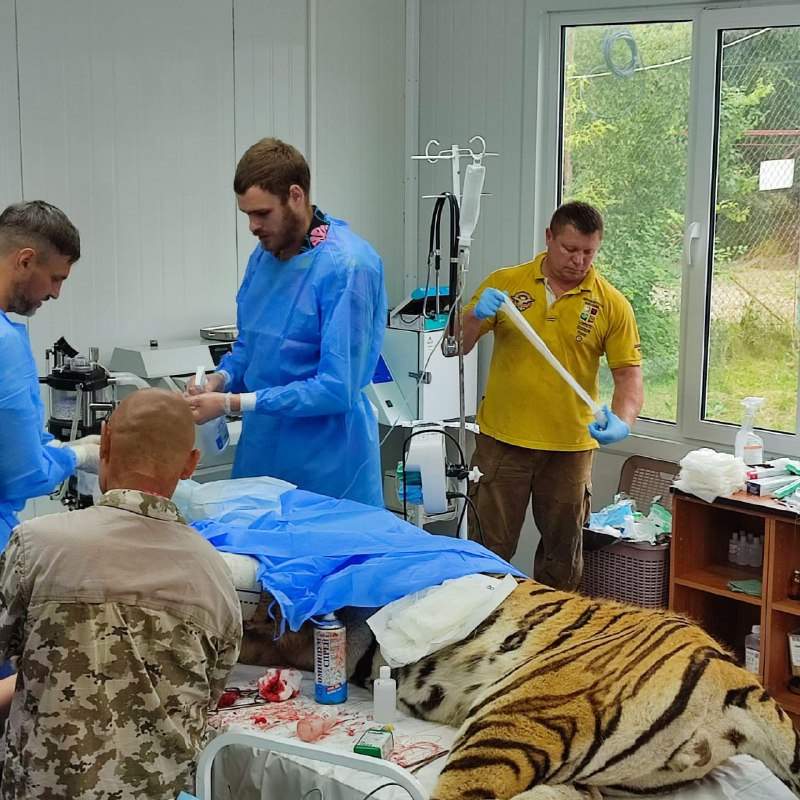 Амурскому тигру сделают металлическую челюсть