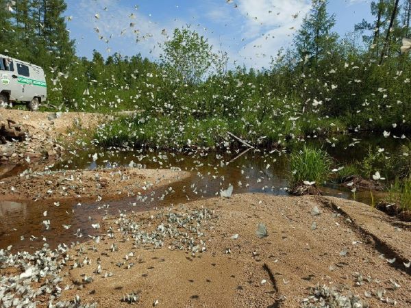 В Приамурье замечены массовые скопления бабочек
