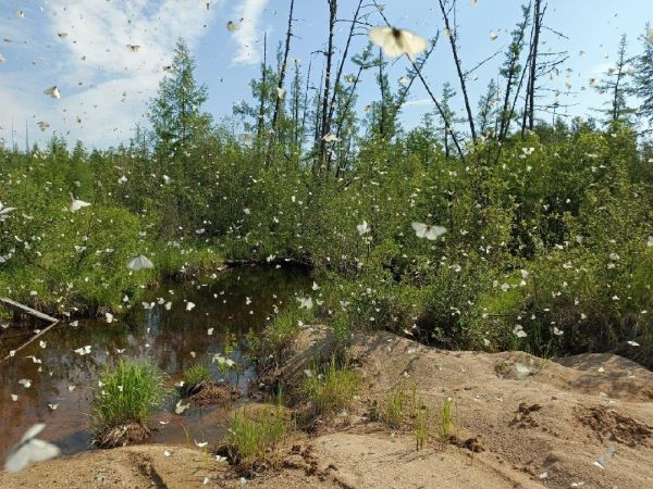 В Приамурье замечены массовые скопления бабочек