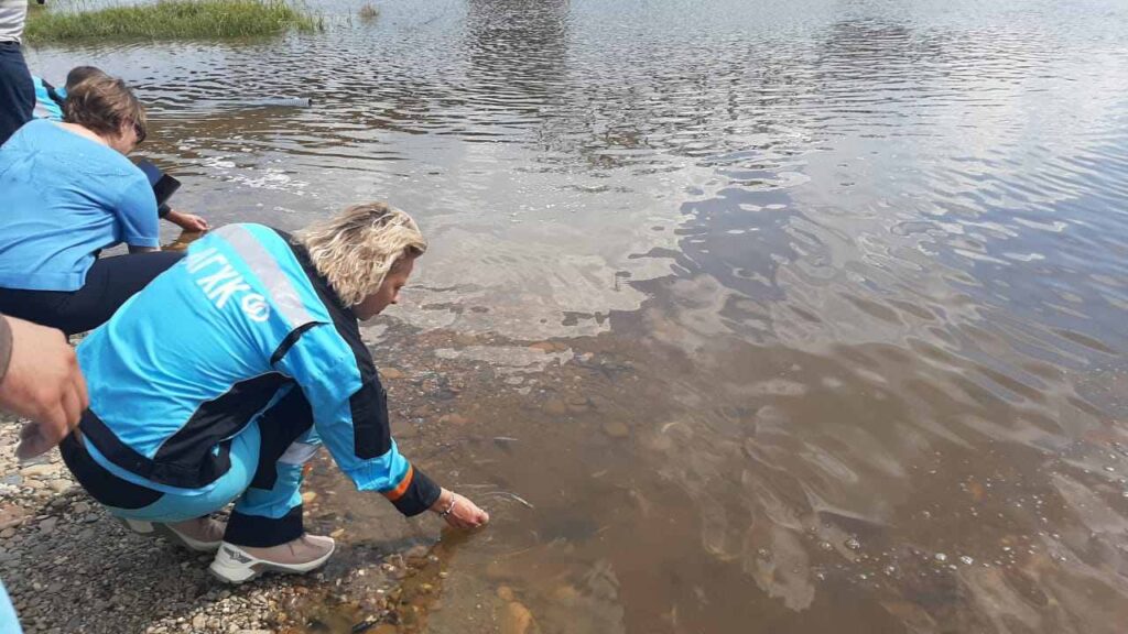 Выпуск мальков амурского осетра