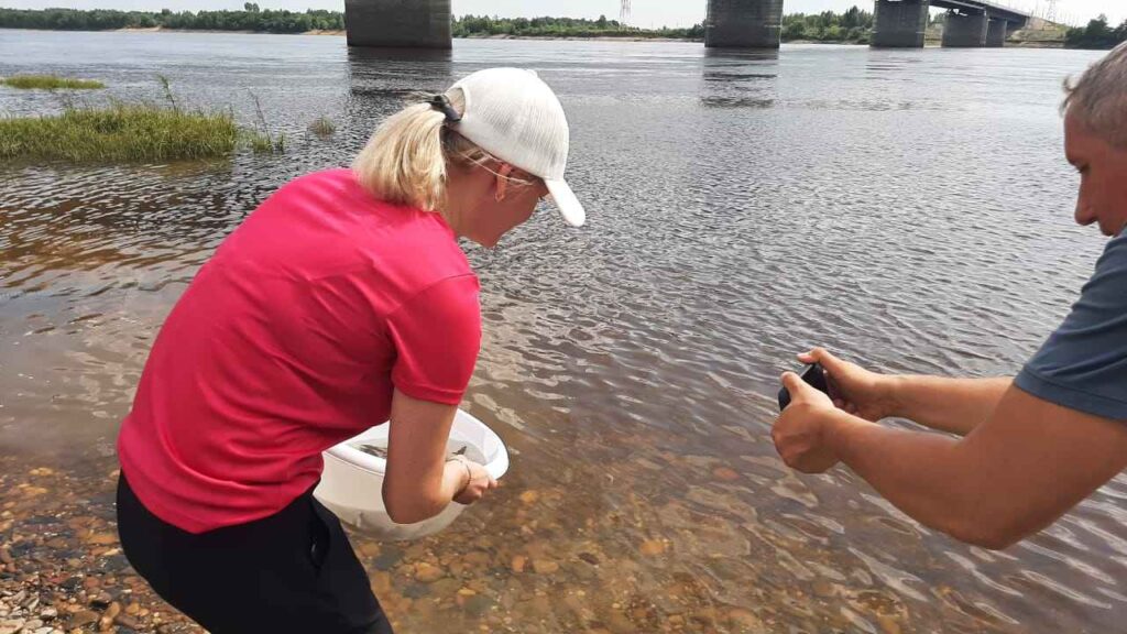 Выпуск мальков амурского осетра