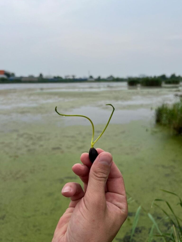 Семена лотоса