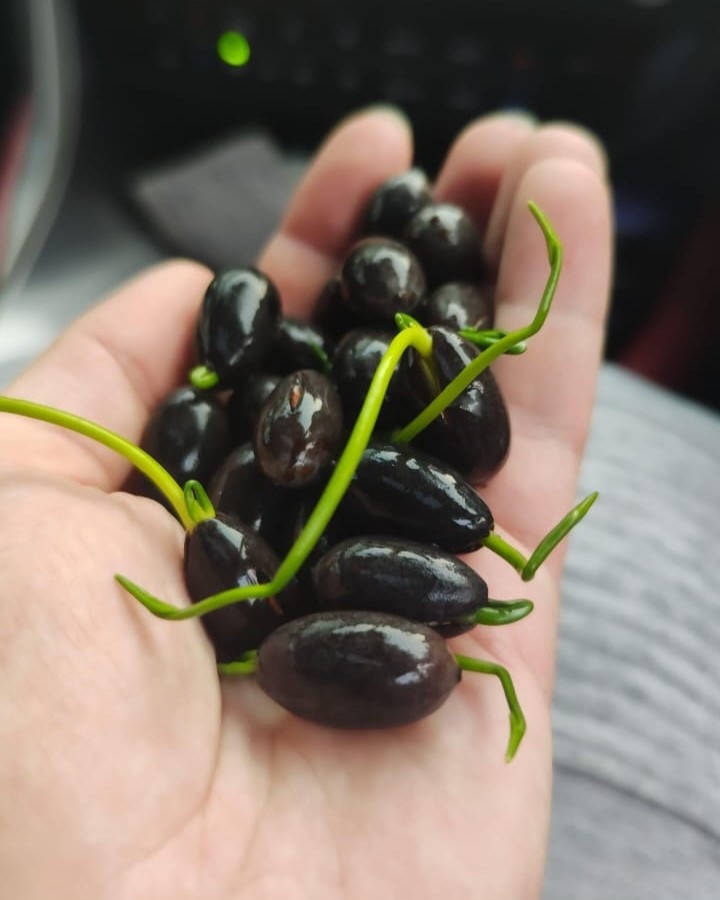 Семена лотоса