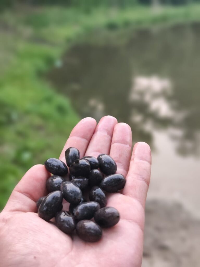 Семена лотоса