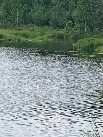 Бакланы порадовали обладателей дальневосточного гектара в Свободненском районе