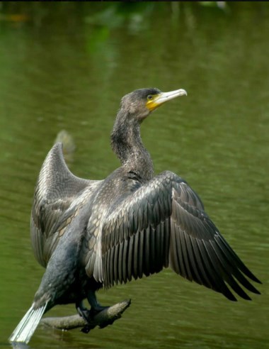 Бакланы порадовали обладателей дальневосточного гектара в Свободненском районе