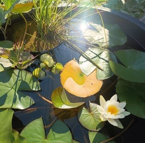 Есть даже лотос: в Благовещенске назвали победителей конкурса на самый цветущий двор

