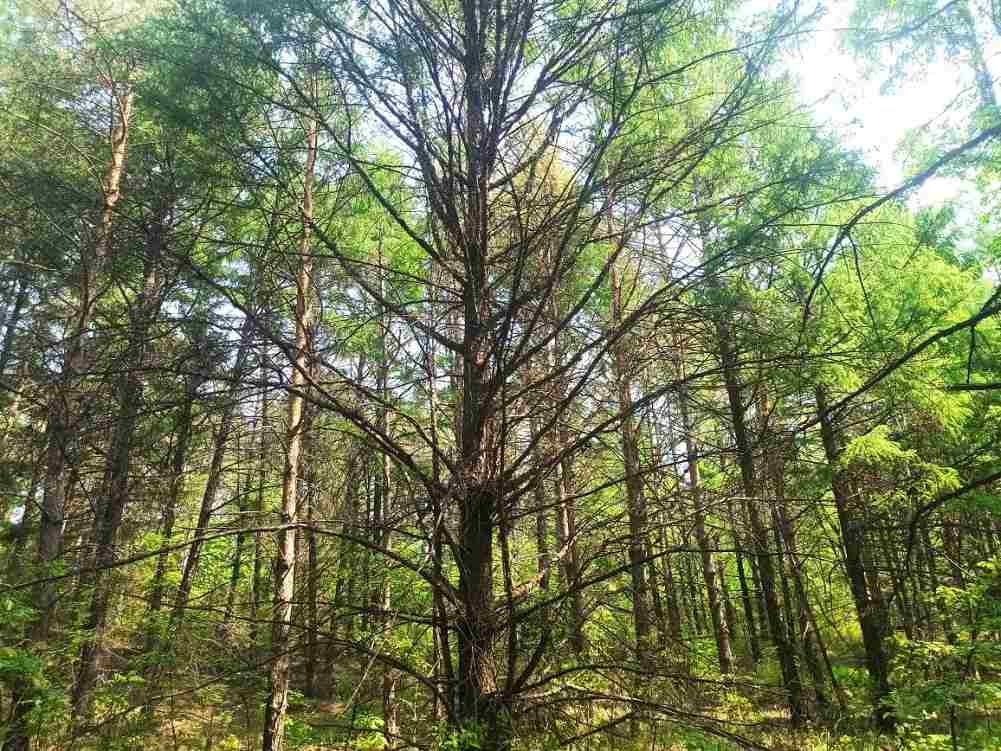 дерево-«волк», Бурейское лесничество
