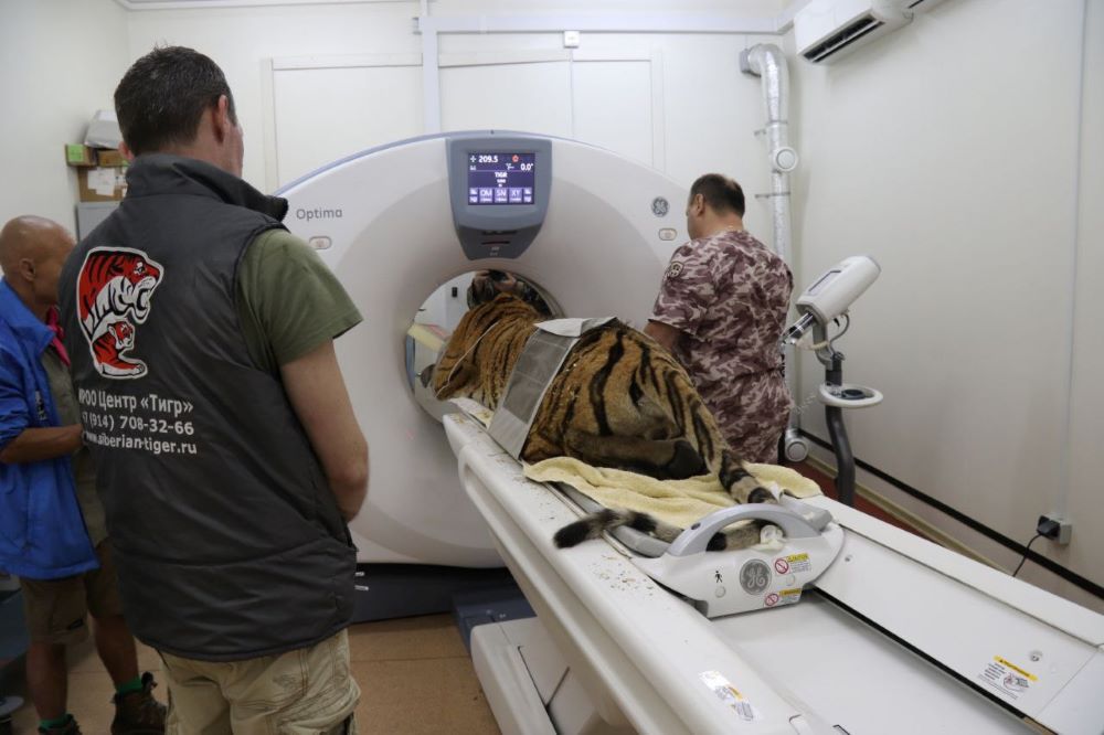 Амурскому тигру сделают металлическую челюсть