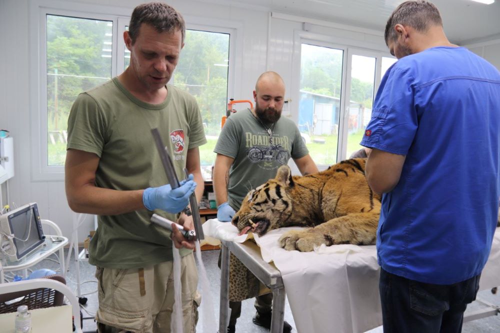 Амурскому тигру сделают металлическую челюсть