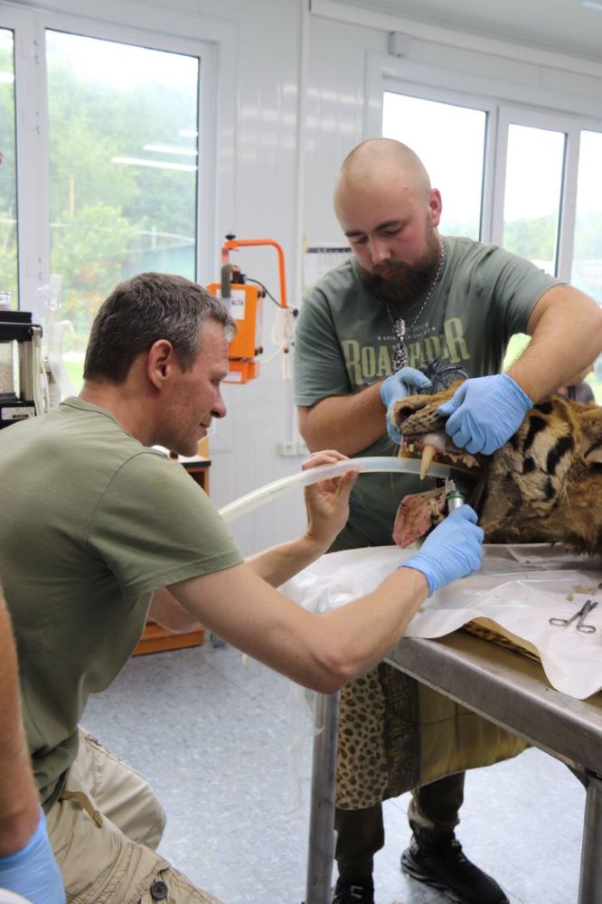 Амурскому тигру сделают металлическую челюсть