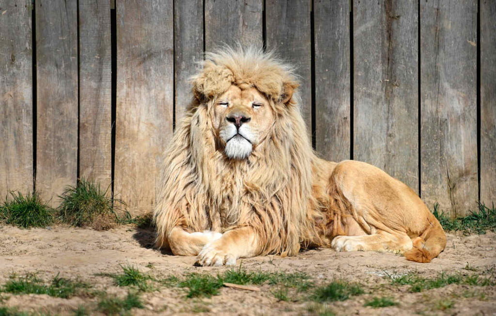 знак зодиака Лев, имя Лев, истории про Львов, имя и знак зодиака