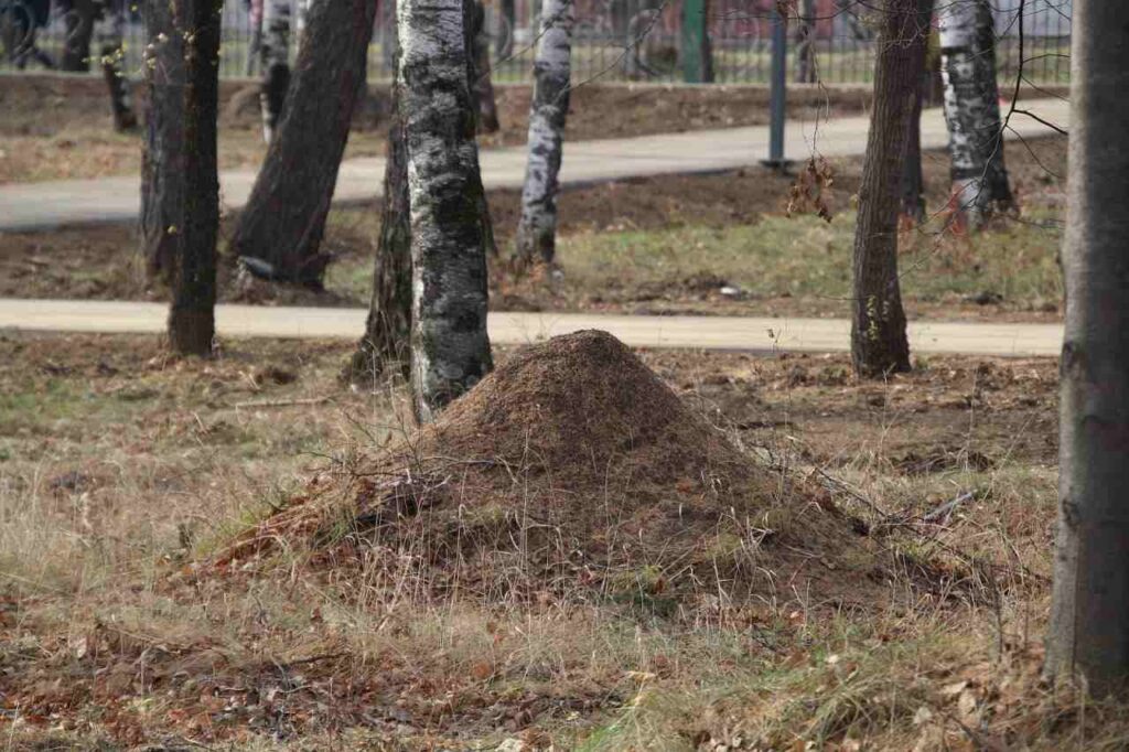 муравейник