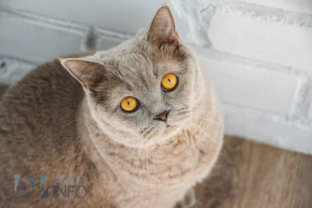 коты