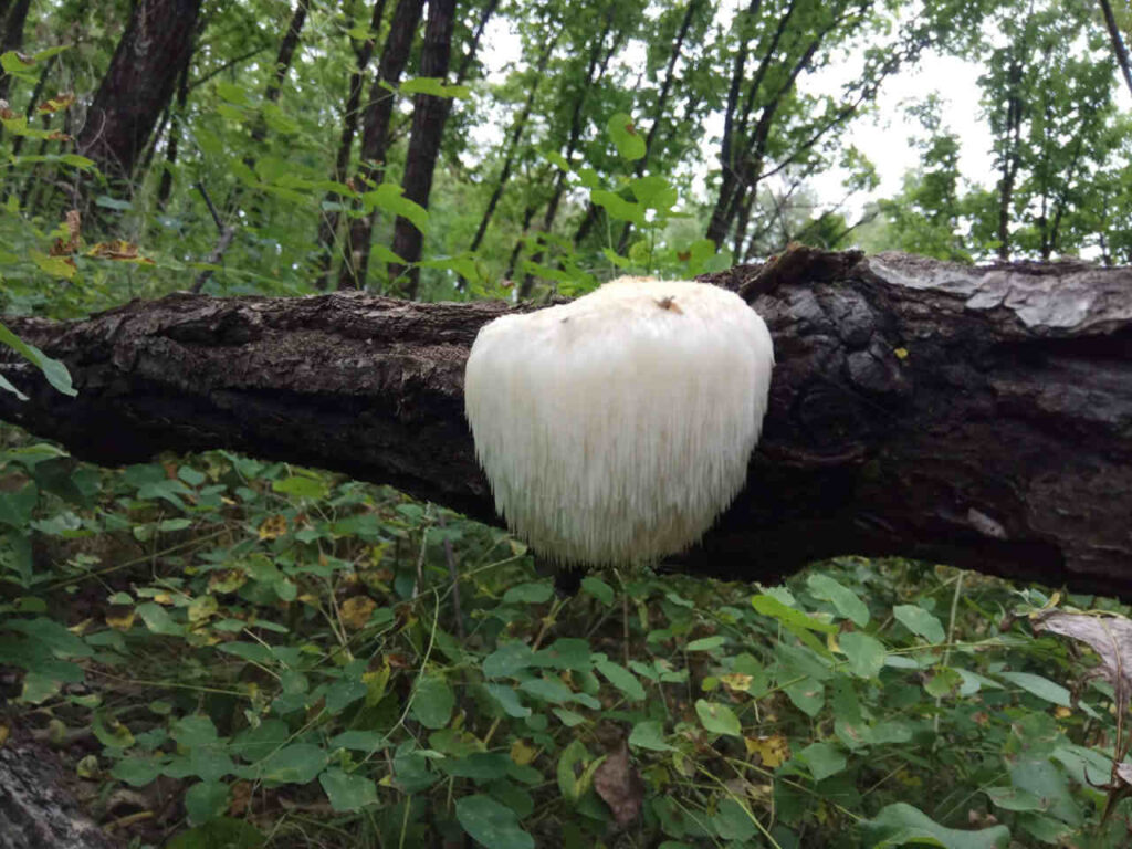 Ежовик гребенчатый