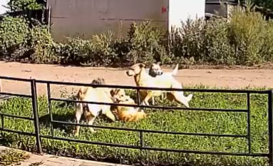 Нападение собак