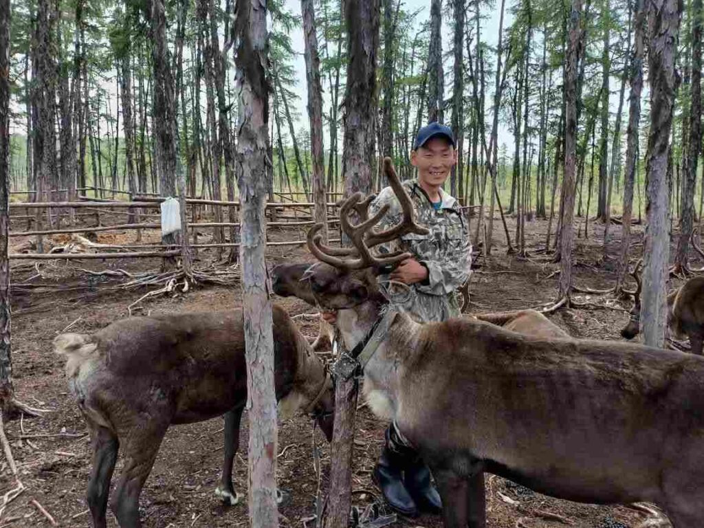 Северный олень