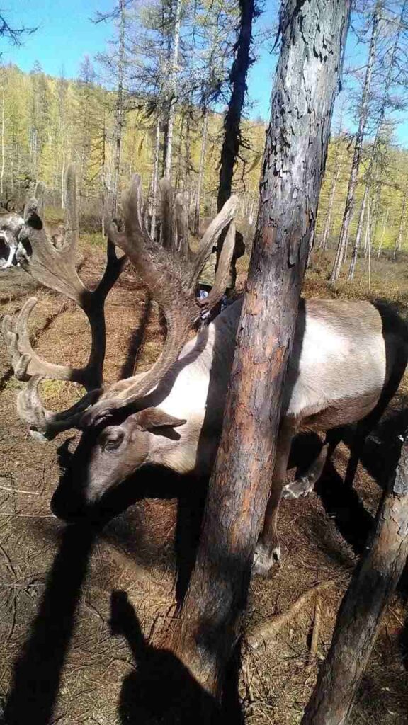 Северный олень