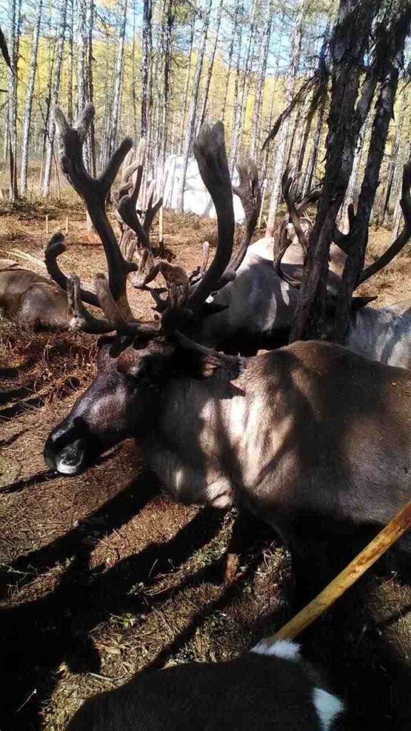 Северный олень