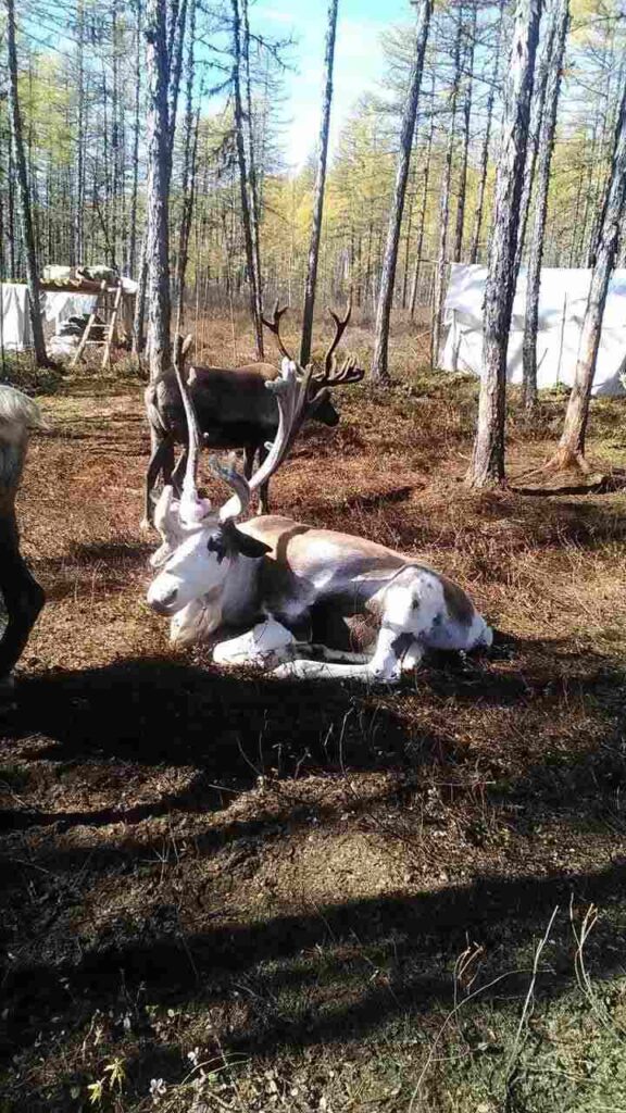 Северный олень