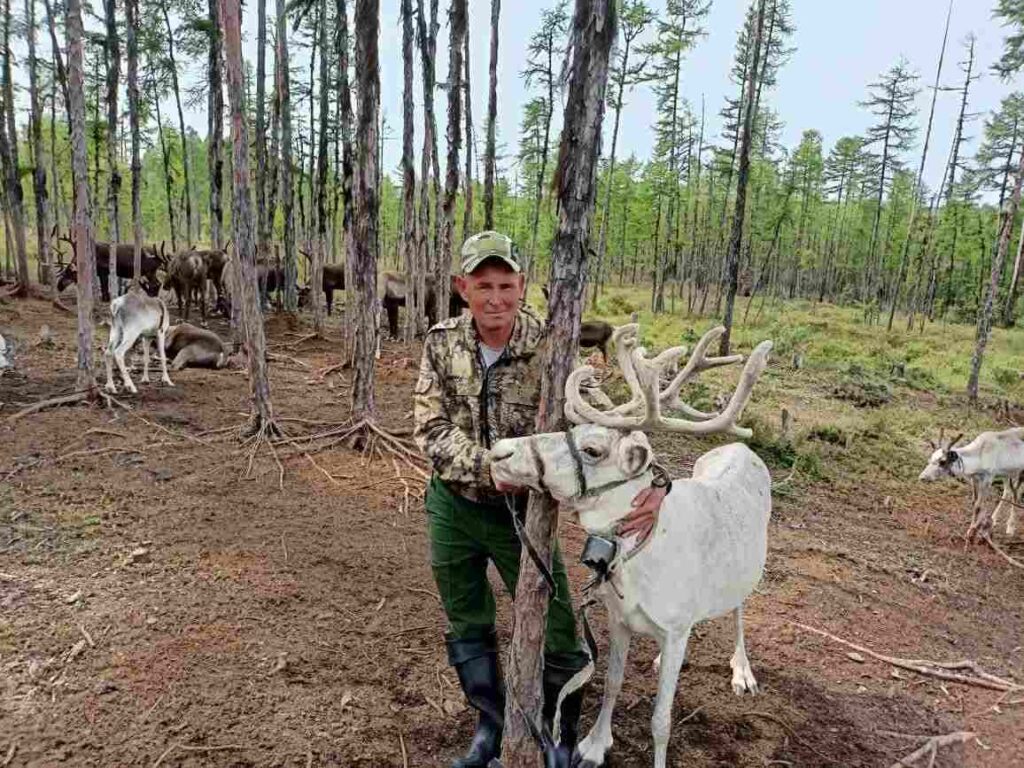Северный олень