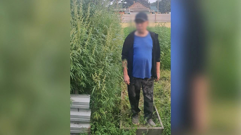 конопля, Зея