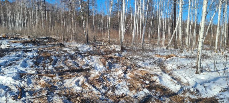 Вырубка леса