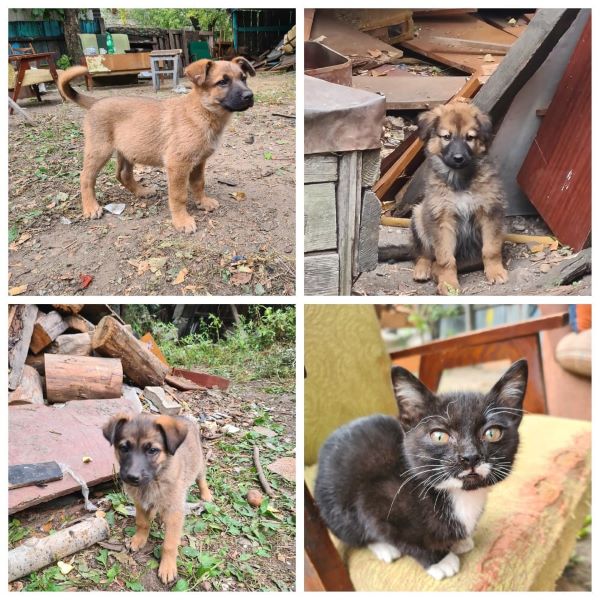 В Благовещенске ветеран труда живет с 14-ю животными и квартирантами-алкоголиками