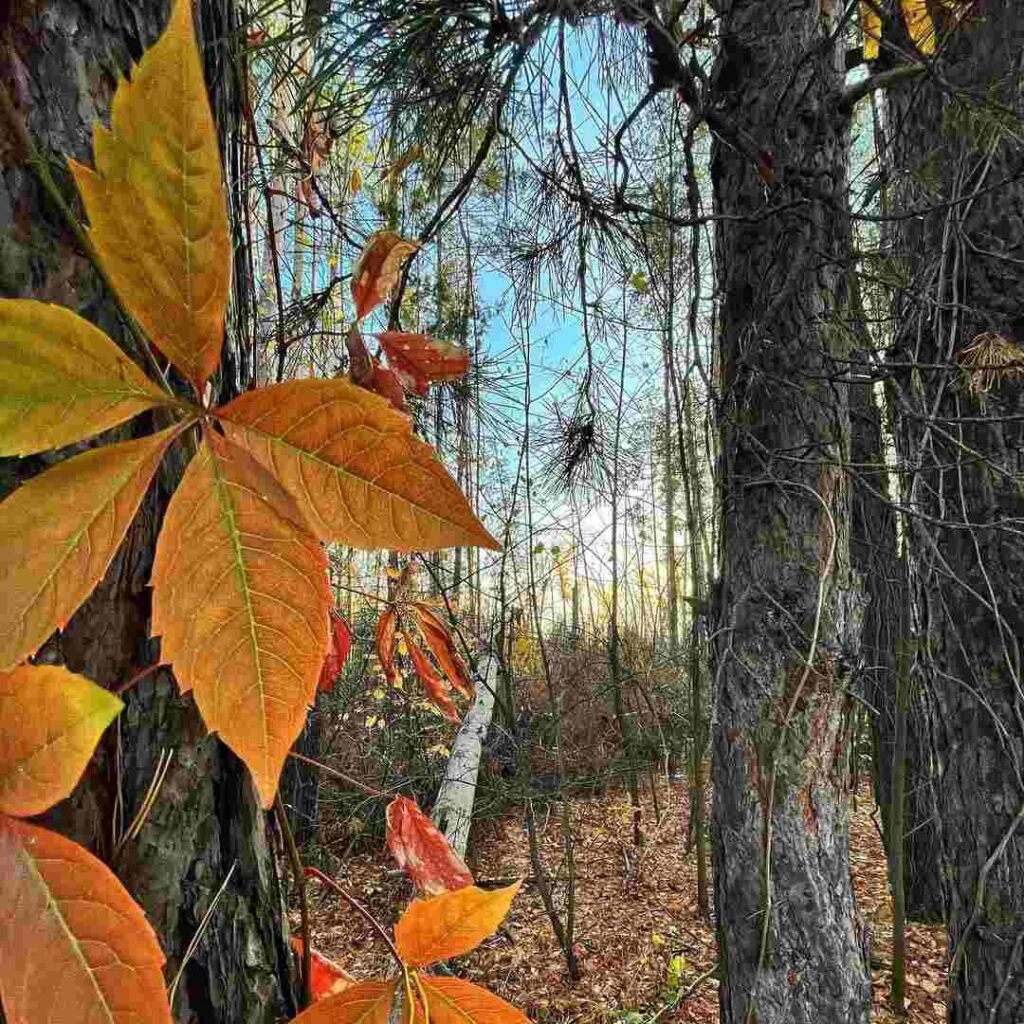 день осеннего равноденствия 2024, осеннее равноденствие, равноденствие, традиции осеннего равноденствия